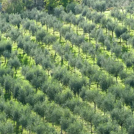 Casa de Férias Apartment In Umbria Near Vineyards Giano dellʼUmbria